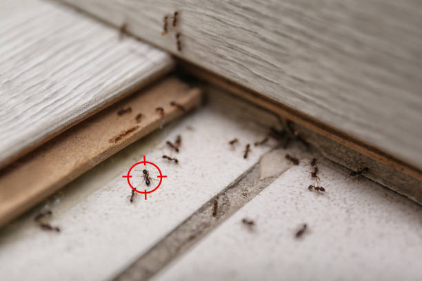 Best Local Pest Control Services  in Warren, MN