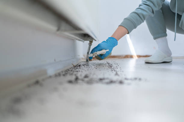Best Rat Extermination Near Me  in Warren, MN